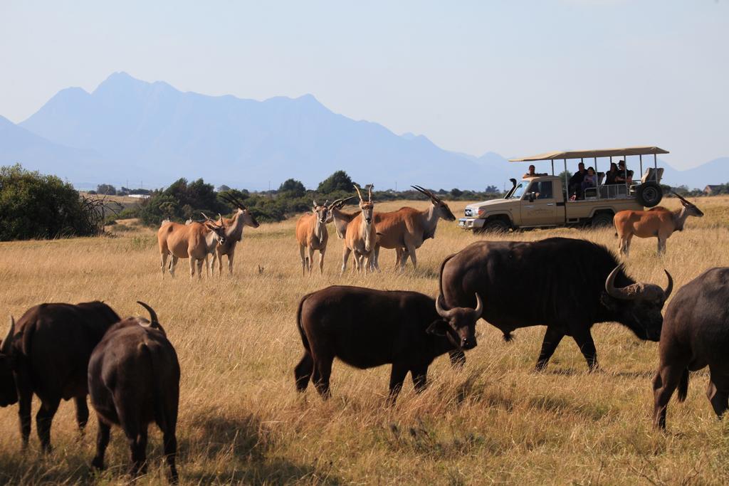 Botlierskop Bush Villas Sandhoogte Exterior foto